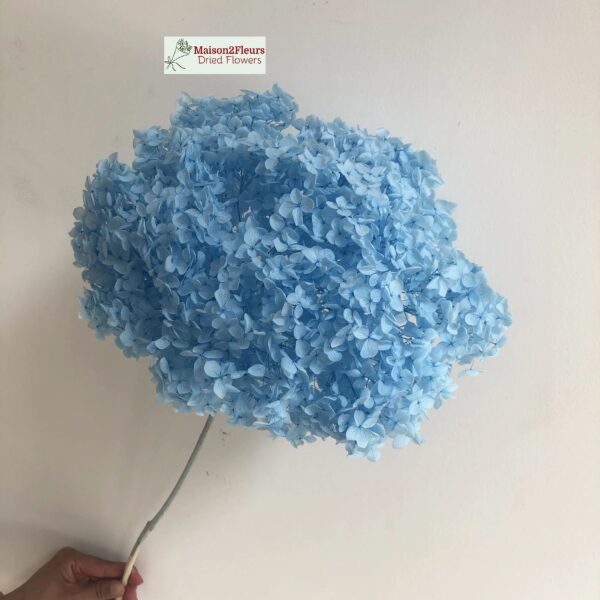 Preserved Hydrangea Anna Heads - Extra Quality - SKY BLUE