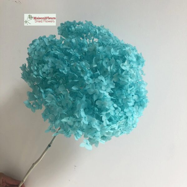 Preserved Hydrangea Anna Heads - Extra Quality - TIFFANY BLUE