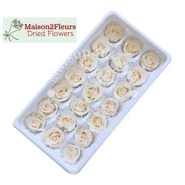 Preserved Rose Heads 2-3cm - 21pcs/box  - CREME - Image 2