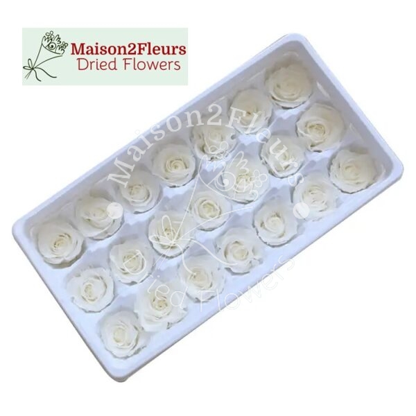 Preserved Rose Heads 2-3cm - 21pcs/box  - White - Image 3