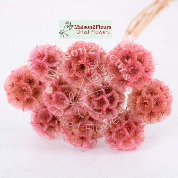 Scabiosa Stellata Dried Bunch x10 - LIGTH PINK