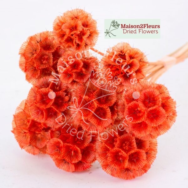 Scabiosa Stellata Dried Bunch x10 - ORANGE