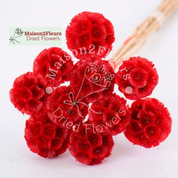 Scabiosa Stellata Dried Bunch x10 - RED