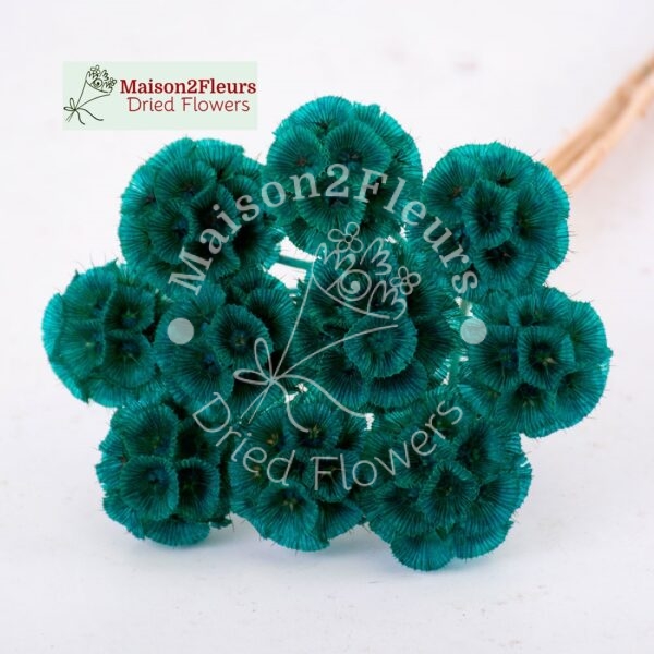 Scabiosa Stellata Dried Bunch x10 - TURQUOISE