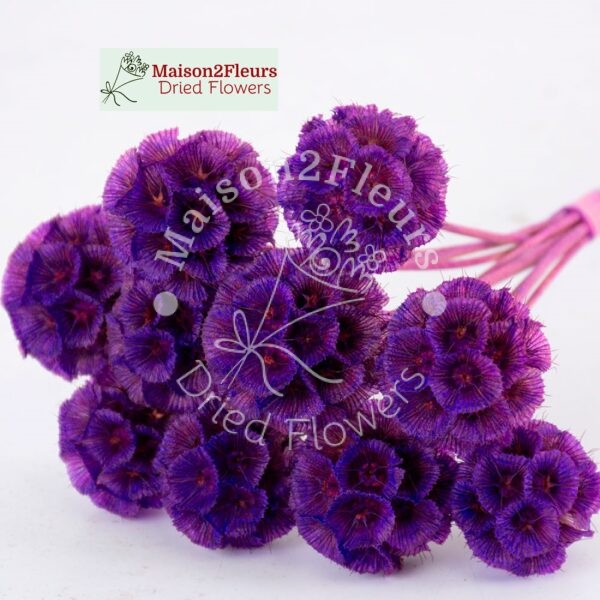 Scabiosa Stellata Dried Bunch x10 - VIOLET