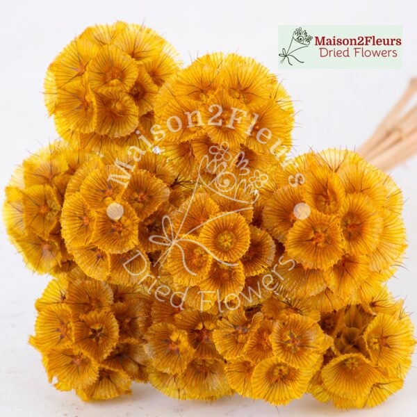 Scabiosa Stellata Dried Bunch x10 - GOLDEN YELLOW