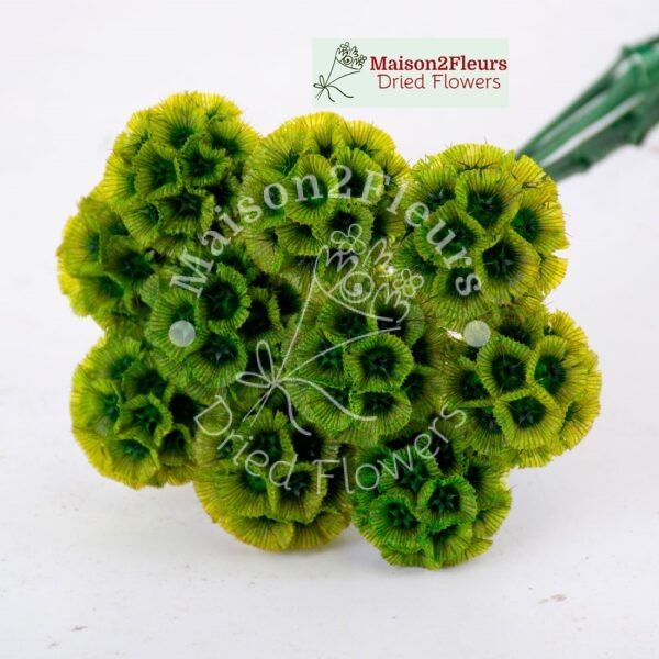 Scabiosa Stellata Dried Bunch x10 - MOSS GREEN