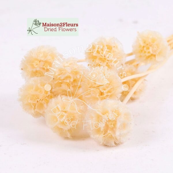 Scabiosa Stellata Dried Bunch x10 - BLEACHED