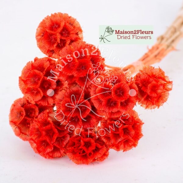 Scabiosa Stellata Dried Bunch x10 - TERRACOTA