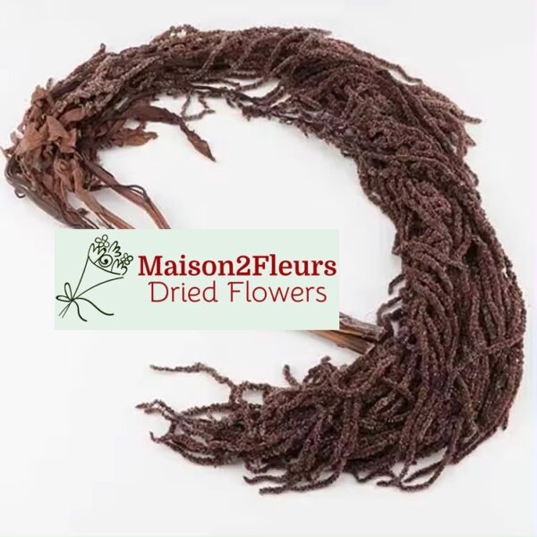 Preserved Amaranthus Caudatus - Premium Quality - BROWN