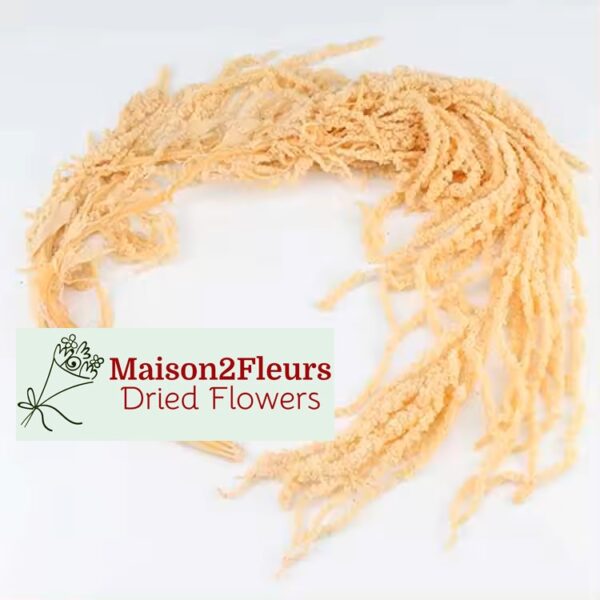 Preserved Amaranthus Caudatus - Premium Quality - CHAMPAGNE