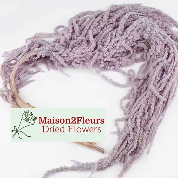 Preserved Amaranthus Caudatus - Premium Quality - LIGTH PURPLE