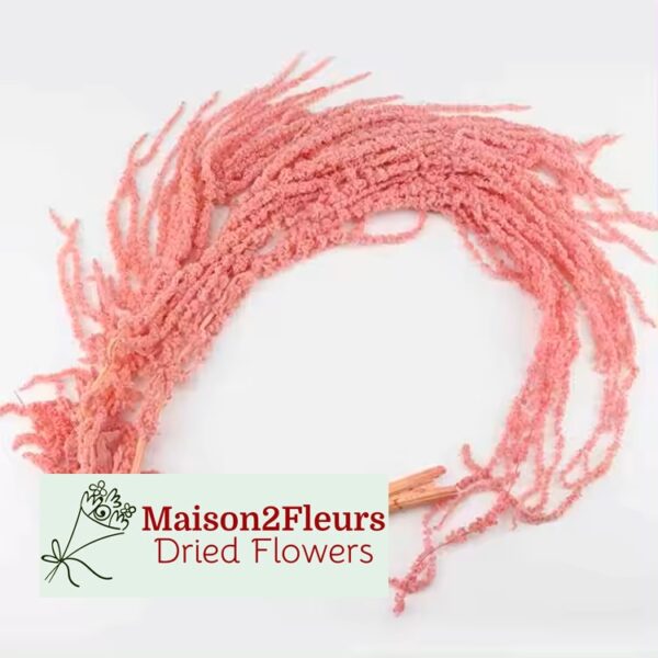 Preserved Amaranthus Caudatus - Premium Quality - PINK