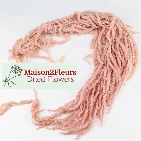 Preserved Amaranthus Caudatus - Premium Quality - SAKURA PINK