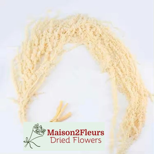 Preserved Amaranthus Caudatus - Premium Quality - White