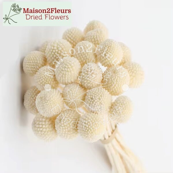 Craspedia Dry Flowers , White Billy Ball Buttons 20 Stems - Extra Quality - Bleached