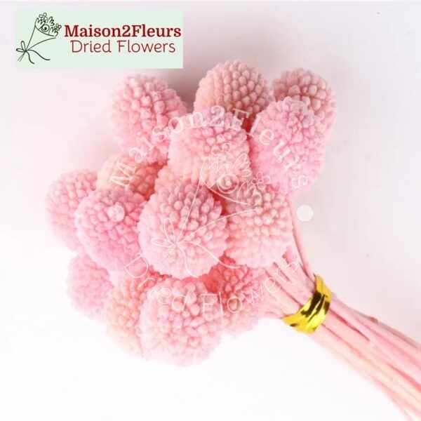 Craspedia Dry Flowers , White Billy Ball Buttons 20 Stems - Extra Quality - PINK