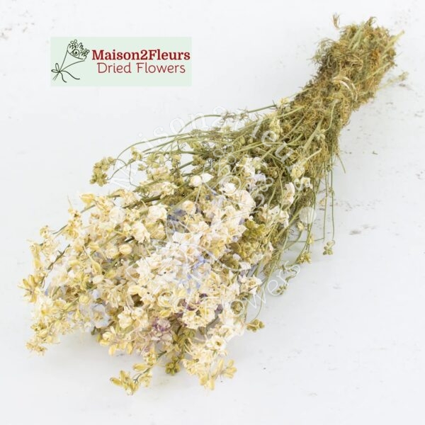 Delphinium Dried Bunch Extra - NATURAL WHITE