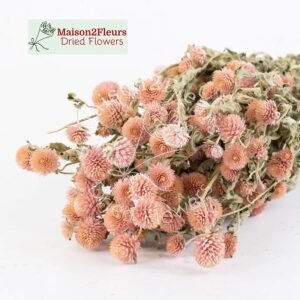 Gomphrena rose