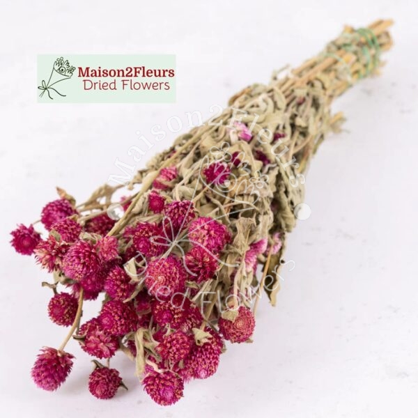 Gomphrena Dried Bunch Extra 60cm - NATURAL PURPLE