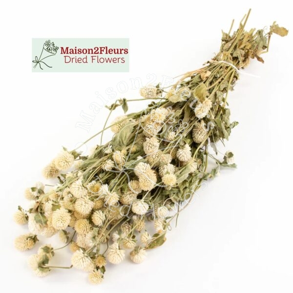 Gomphrena Dried Bunch Extra 60cm - NATURAL WHITE