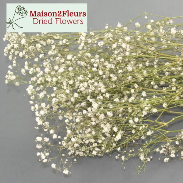 Gypsophila Dried Bunch - Premium Quality - NATURAL WHITE