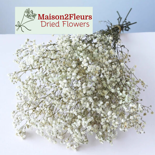 Gypsophila Preserved - Premium Quality - NATURAL WHITE