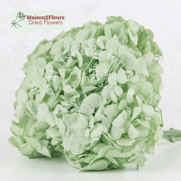 Preserved Hydrangea Big Leaf Heads - Extra Quality - MINT GREEN