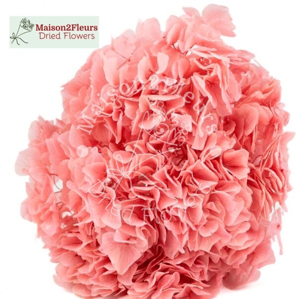 Preserved Hydrangea Big Leaf Heads - Extra Quality - PINK PEACH