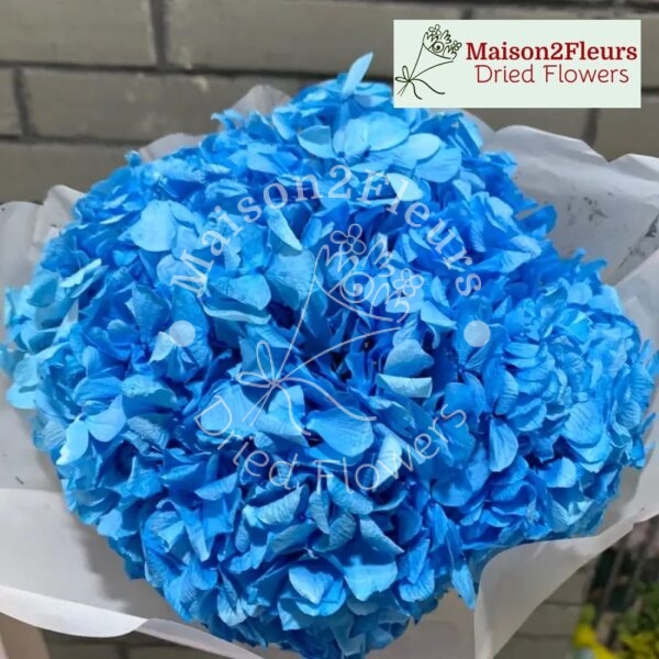 Têtes d'hortensia à grandes feuilles stabilisées - Qualité Extra - BLEU MER