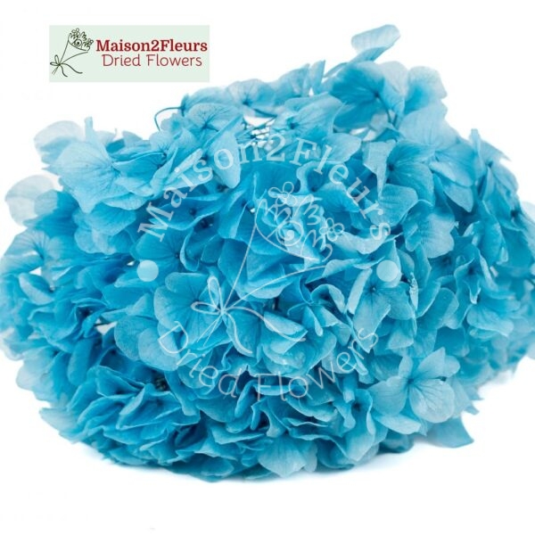 Preserved Hydrangea Big Leaf Heads - Extra Quality - SKY BLUE