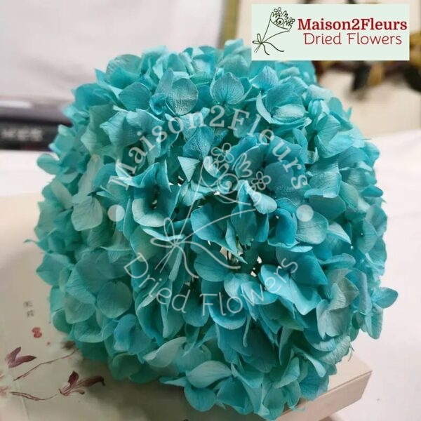 Preserved Hydrangea Big Leaf Heads - Extra Quality - TURQUOISE