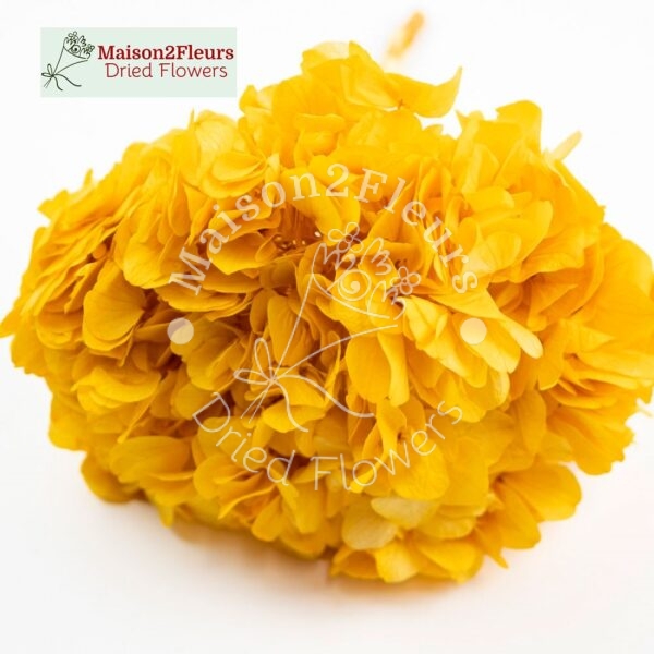 Preserved Hydrangea Big Leaf Heads - Extra Quality - GOLDEN YELLOW