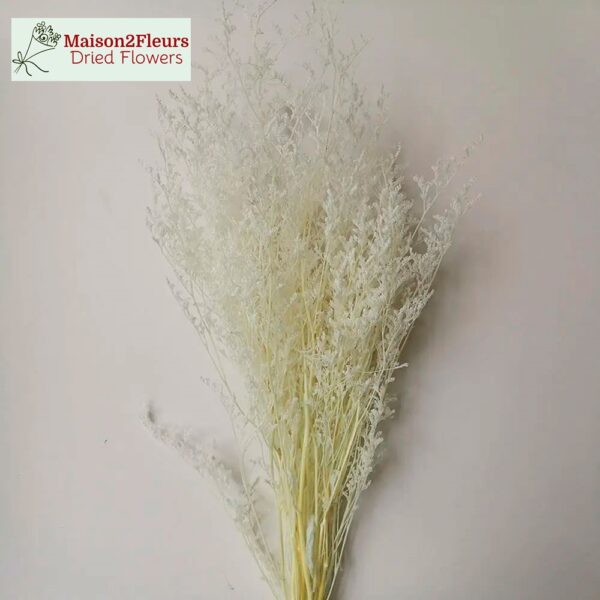 Preserved Limonium Caspia - Extra Quality – Bleached