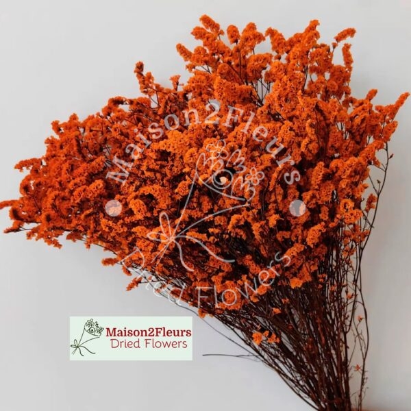 Limonium Sinensis Dried Bunch Extra 60cm - TERRACOTA