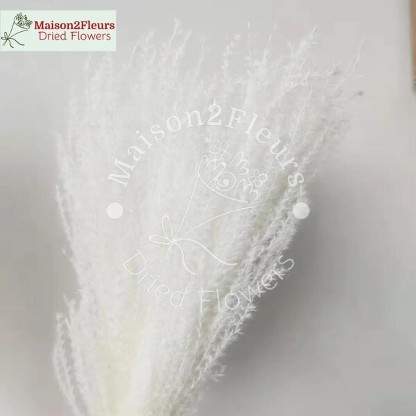 Miscanthus Dried Bunch - Extra Quality - Bleached