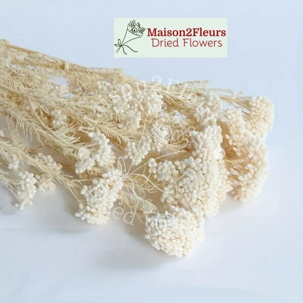 Rice Flower Preserved - PREMIUM QUALITY - Bleached