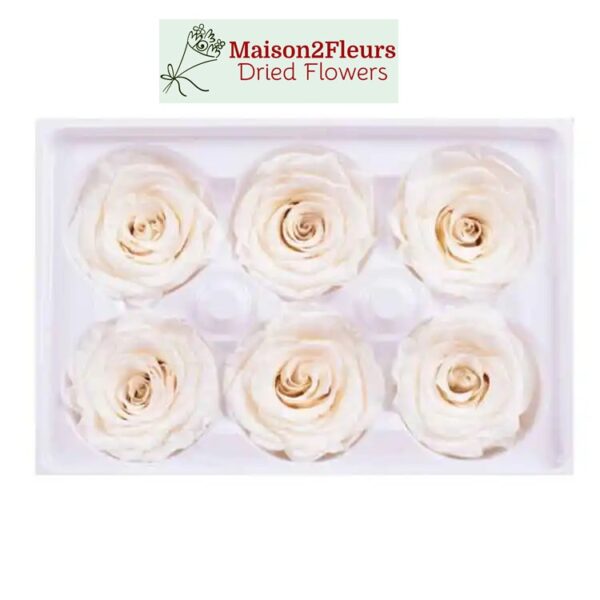 Preserved Rose Heads 5-6cm - 6pcs/box  - CREME - Image 3