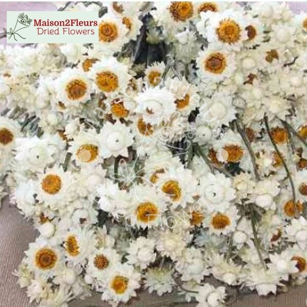 Ammobium Dried Bunch Extra 60cm - NATURAL WHITE