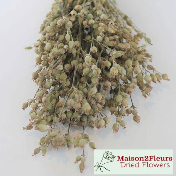 Silene Conica Dried extra  - NATURAL