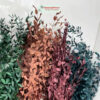 Eucalyptus Parvafolia Preserved - RED - Image 4