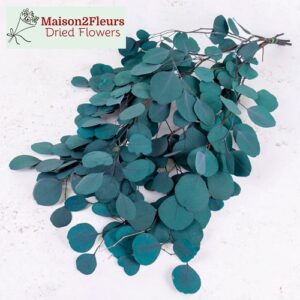 Eucalyptus Populus Preserved – BLUE