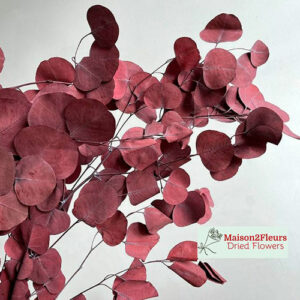 Eucalyptus Populus Preserved – RED