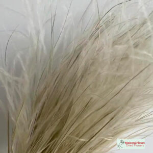 Dried Grasses & Grains