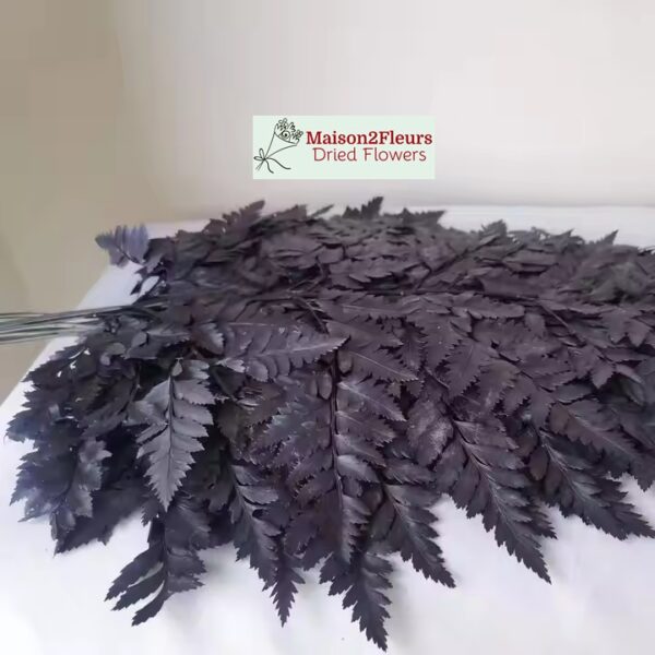 Leather Fern Preserved Black