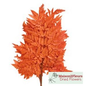 Leather Fern Terracotta